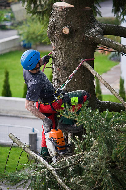 Best Commercial Tree Services  in Marlborough, MO